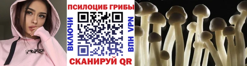 Псилоцибиновые грибы Psilocybe  сколько стоит  Балабаново 